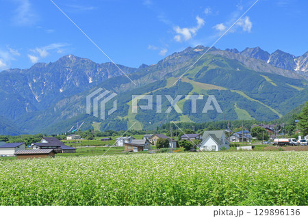 ソバの花咲く夏の白馬山麓 129896136