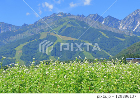 ソバの花咲く夏の白馬山麓 129896137