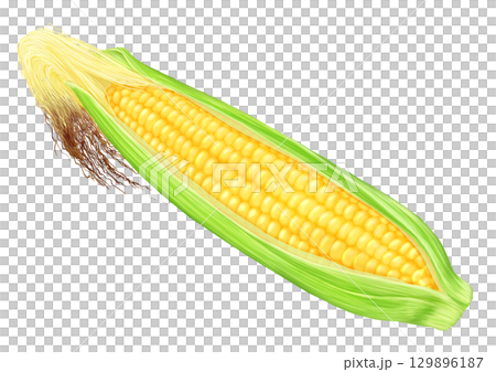 Freshly harvested corn with husk and silk 129896187