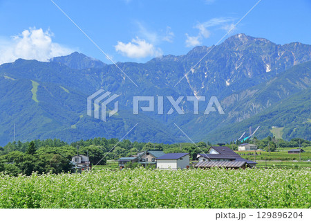 ソバの花咲く夏の白馬山麓 ソバの花咲く夏の白馬山麓 129896204