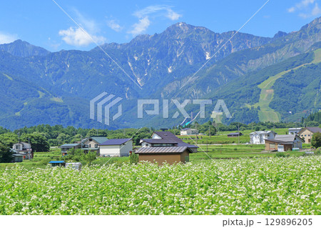 ソバの花咲く夏の白馬山麓 129896205