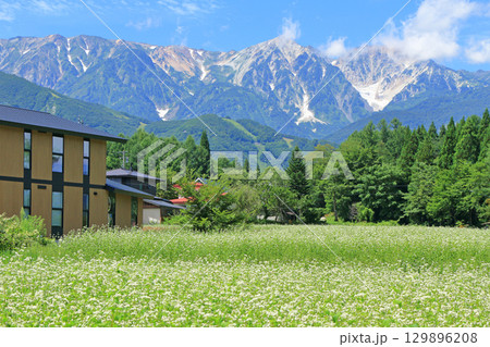 ソバの花咲く夏の白馬山麓 ソバの花咲く夏の白馬山麓 129896208