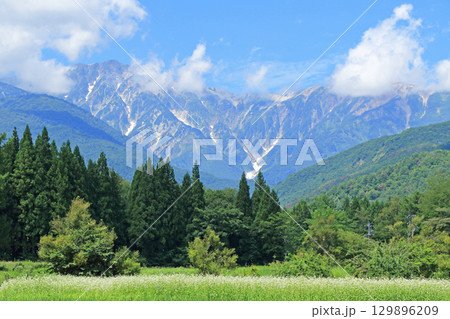 ソバの花咲く夏の白馬山麓 129896209