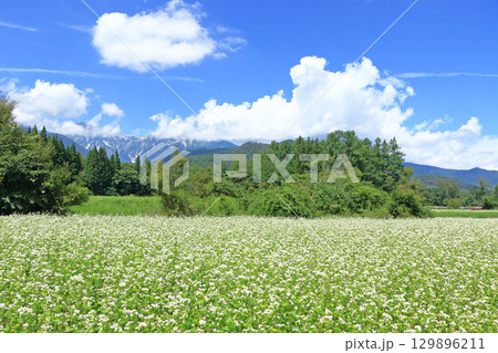 ソバの花咲く夏の白馬山麓 ソバの花咲く夏の白馬山麓 129896211