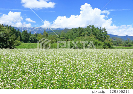 ソバの花咲く夏の白馬山麓 129896212