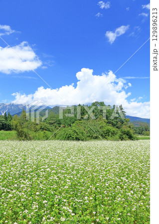ソバの花咲く夏の白馬山麓 129896213