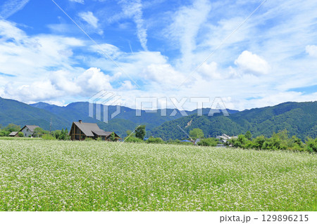 ソバの花咲く夏の白馬山麓 129896215