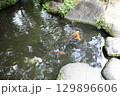 春の公園の庭園風景 129896606