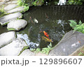 春の公園の庭園風景 129896607