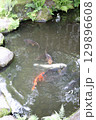 春の公園の庭園風景 129896608