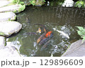 春の公園の庭園風景 129896609