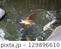 春の公園の庭園風景 129896610