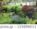春の公園の庭園風景 129896611
