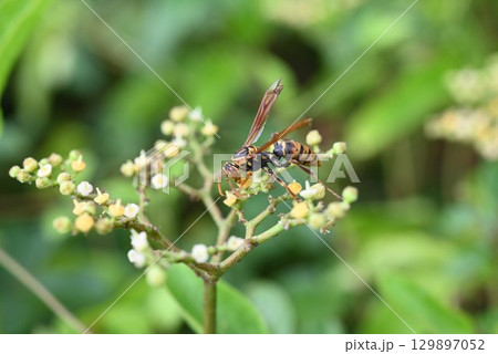 セグロアシナガバチ・背黒脚長蜂・日本の昆虫の背景素材 セグロアシナガバチ・背黒脚長蜂・日本の昆虫の背景素材 129897052