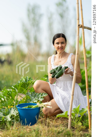 Adult woman with zucchini harvest in garden 129897166