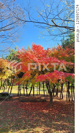 Golden autumn leaves blanket the ground, with vibrant hues of red, orange, and yellow painting the trees. Crisp air and soft sunlight highlight the seasons warmth and cozy charm. 129897174