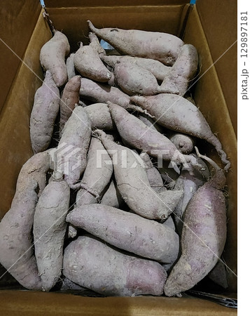 Raw sweet potatoes with smooth, earthy skin and vibrant orange flesh, ready for cooking or baking. Perfect for making nutritious meals or snacks. 129897181