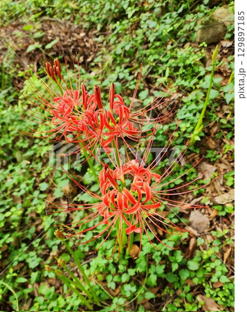 Elegant red spider lilies with delicate, curved petals and long stamens, symbolizing mystery and farewell. Their striking crimson color creates a captivating and dramatic floral display. 129897185