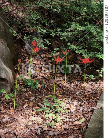 Elegant red spider lilies with delicate, curved petals and long stamens, symbolizing mystery and farewell. Their striking crimson color creates a captivating and dramatic floral display. Elegant red spider lilies with delicate, curved petals and long stamens, symbolizing mystery and farewell. Their striking crimson color creates a captivating and dramatic floral display. 129897187