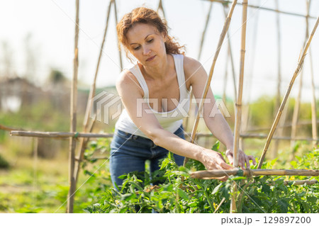 Middle aged woman takes care of tomatoes in cottage garden Middle aged woman takes care of tomatoes in cottage garden 129897200