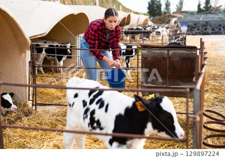 Caring young female farmer in plaid shirt giving milk to calves in plastic calf hutch on farm in countryside in autumn Caring young female farmer in plaid shirt giving milk to calves in plastic calf hutch on farm in countryside in autumn 129897224