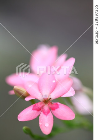 ヒメヒオウギの花と雨雫とアリ 129897255