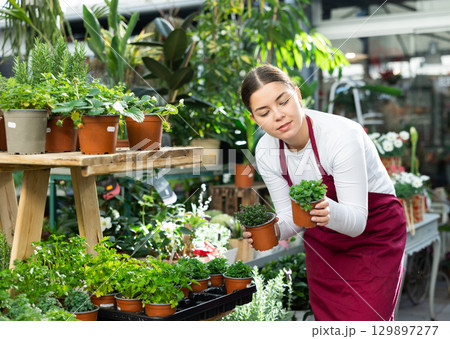 Gardener woman holding potted thyme and melissa in container garden Gardener woman holding potted thyme and melissa in container garden 129897277