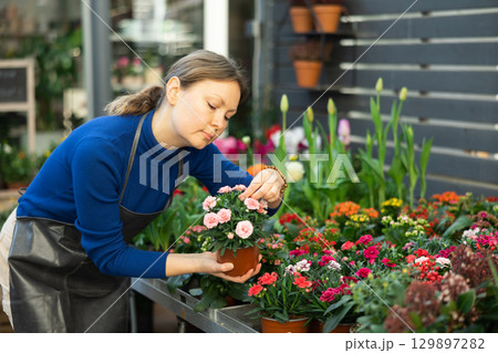 Woman inspects garden carnation flowers for injury in pots Woman inspects garden carnation flowers for injury in pots 129897282