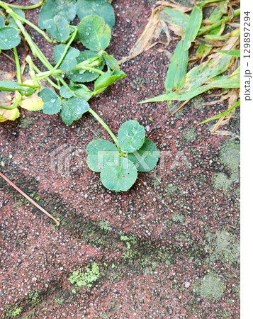 A vibrant green four-leaf clover, symbolizing luck and rare beauty. Perfect for themes of nature, good fortune, or unique finds. A timeless icon of positivity and charm. 129897294
