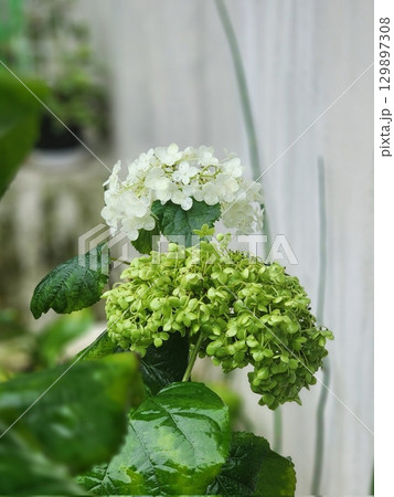 A vibrant hydrangea bloom with lush, colorful petals in shades of blue and pink. This elegant flower symbolizes beauty and grace, perfect for gardens, bouquets, or floral decor. 129897308