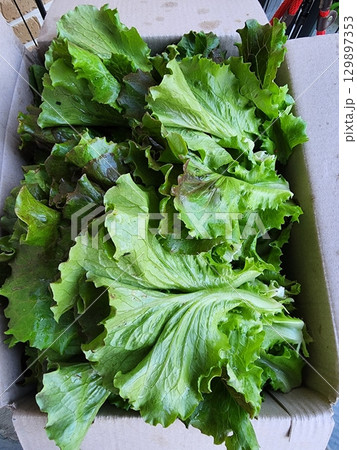 Crisp and vibrant freshly harvested lettuce with bright green leaves, full of natural freshness and rich in nutrients. Perfect for salads, sandwiches, or healthy meals. Crisp and vibrant freshly harvested lettuce with bright green leaves, full of natural freshness and rich in nutrients. Perfect for salads, sandwiches, or healthy meals. 129897353