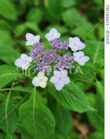 A vibrant hydrangea bloom with lush, colorful petals in shades of blue and pink. This elegant flower symbolizes beauty and grace, perfect for gardens, bouquets, or floral decor. 129897362