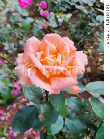 Beautiful, vibrant roses in full bloom, showcasing their rich colors and delicate petals. A timeless symbol of love and beauty, perfect for any occasion or as a stunning gift. Beautiful, vibrant roses in full bloom, showcasing their rich colors and delicate petals. A timeless symbol of love and beauty, perfect for any occasion or as a stunning gift. 129897368