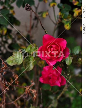 Beautiful, vibrant roses in full bloom, showcasing their rich colors and delicate petals. A timeless symbol of love and beauty, perfect for any occasion or as a stunning gift. 129897369