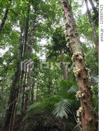森の幹に宿る白の光―Ellinjaa Fallsへの道のSyzygium 森の幹に宿る白の光―Ellinjaa Fallsへの道のSyzygium 129897425