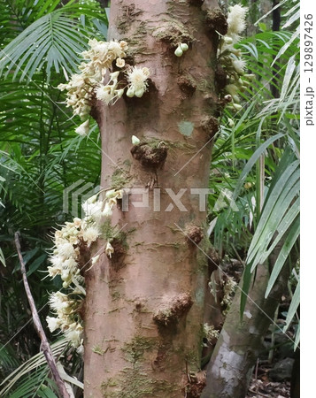 幹に咲く白の群れ―Ellinjaa FallsのSyzygium 幹に咲く白の群れ―Ellinjaa FallsのSyzygium 129897426