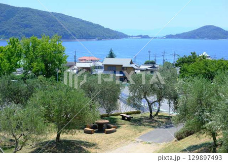 小豆島のオリーブの木 129897493