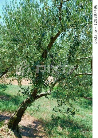 小豆島のオリーブの木 129897496