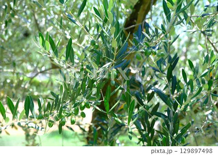 小豆島のオリーブの木 129897498