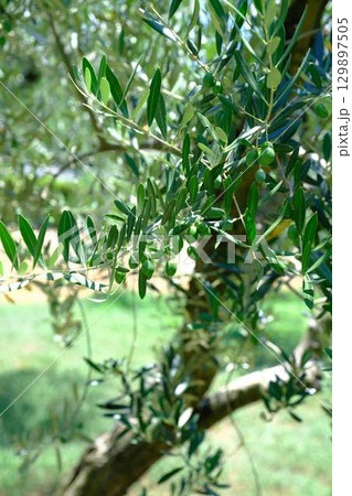 小豆島のオリーブの木 129897505