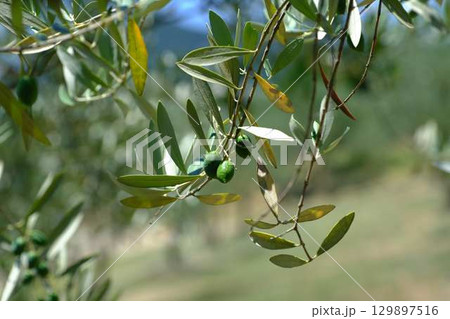 小豆島のオリーブの木 小豆島のオリーブの木 129897516