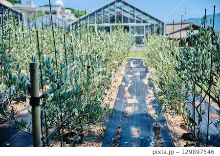 小豆島のオリーブの木 129897546