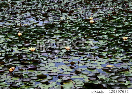 スイレン・睡蓮・季節の花の背景素材 129897682