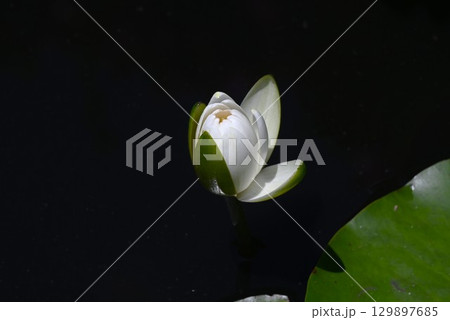 スイレン・睡蓮・季節の花の背景素材 スイレン・睡蓮・季節の花の背景素材 129897685