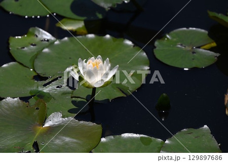 スイレン・睡蓮・季節の花の背景素材 129897686