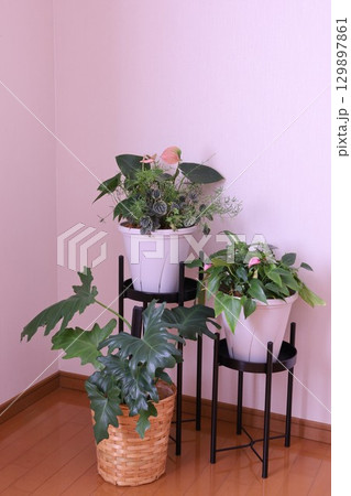 観葉植物のある部屋 観葉植物のある部屋 129897861