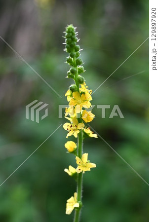 キンミズヒキの花・金水引 キンミズヒキの花・金水引 129897920