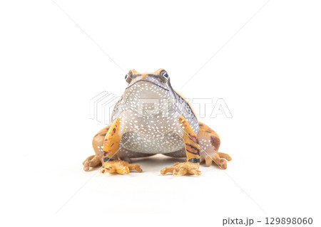 frog on isolated background 129898060