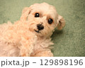 室内でリラックスするマルプー 129898196