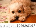 室内でリラックスするマルプー 129898197